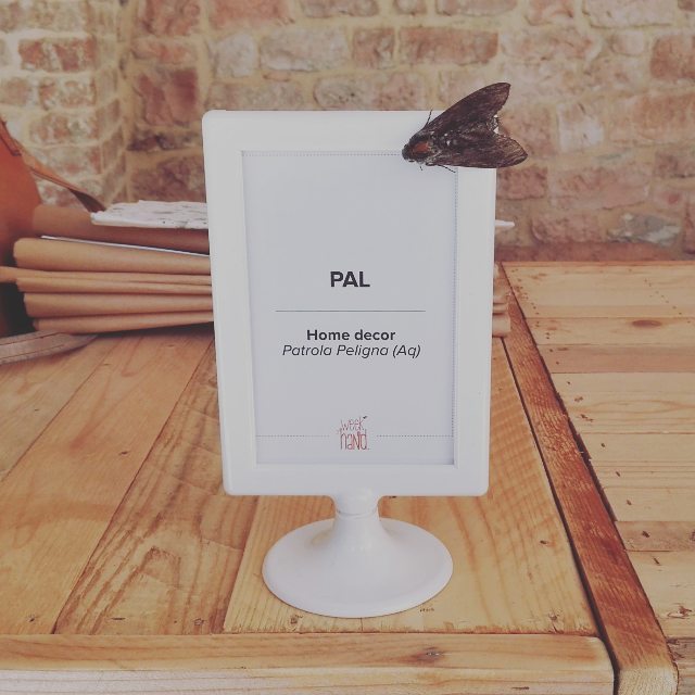 14359322_1113258588763341_8526762357584560128_n